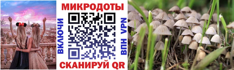 купить наркотик  Щучье  Галлюциногенные грибы Psilocybe 